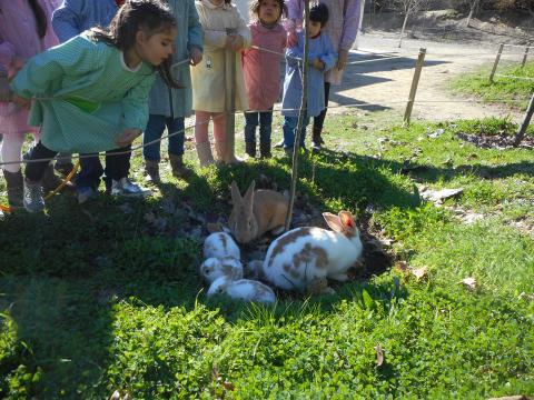 Soltamos os coelhos para reunir a família e aproveitarem as ervas e trevos do pomar.